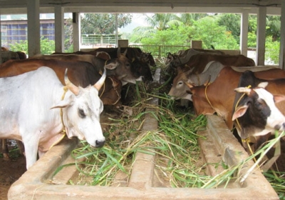 cows_feeding